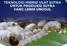 BRIN Kembangkan Hibrid Ulat Sutra Unggul, Kokon Lebih Banyak dan Tahan Penyakit