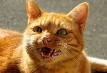 Gandeng Provinsi, DKP3 Metro Amankan Kuota Vaksin Rabies