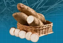 Potensi Singkong Tingkatkan Ekonomi dan Ketahanan Pangan