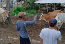 Peternak Diminta Patuhi Peraturan Lalu Lintas Ternak