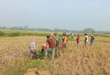 Hama Tikus Ancam Hasil Panen, Petani Perkuat Gotong Royong Pengendalian