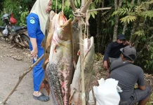 Ikan Tapah Hasil Tangkapan Warga Tarik Perhatian Masyarakat