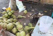 Kelapa Muda Tetap Diminati di tengah Cuaca Panas