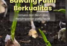 Kunci Sukses Bawang Putih Berkualitas
