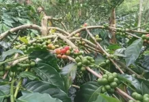 Way Kanan Dorong Hilirisasi Kopi Robusta Tingkatkan Nilai Jual