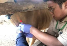 Balai Veteriner Survei Keberhasilan Vaksinasi PMK di Way Kanan