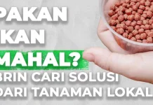 Riset BRIN Dorong Kemandirian Pakan Akuakultur