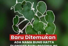 BRIN Ungkap Lukisan Cadas Muna Berusia 67.800 Tahun, Tertua di Dunia