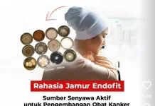 BRIN: Jamur Endofit Hidup Bersimbiosis dengan Tanaman, Hasilkan Senyawa Antikanke