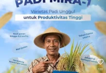 BRIN: 30 Varietas Jagung Hibrida Dr. Andi Takdir Ditanam Jutaan Petani