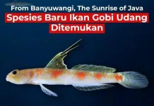 BRIN Temukan Spesies Baru Ikan Gobi Udang dari Banyuwangi