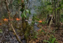 Lahan Terbakar di Jalinsum Way Kanan Berhasil Dipadamkan