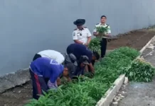 Lapas Way Kanan Panen 27 Kilogram Kangkung dari Lahan Tidur