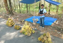 Pedagang Durian Musiman Manfaatkan Ramainya Pengguna Jalan
