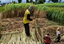 Way Kanan Dapat Alokasi Peremajaan Tebu 6.200 Hektare