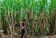 Pemerintah Rencanakan Perluasan Peremajaan Tebu 1.000 Hektare di Way Kanan
