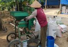 Dinas Perkebunan Way Kanan Dorong Hilirisasi Kopi Robusta