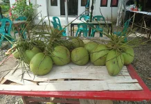 Kelapa Muda Diminati di tengah Cuaca Panas