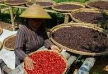 Dinas Perkebunan Dorong Pengusaha Kopi Perkuat Kemitraan Petani