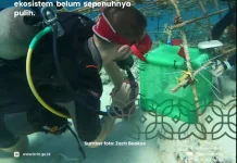 Riset 5 Tahun Ungkap Restorasi Karang Belum Pulih