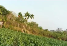 Petani Jagung di Way Kanan Terdesak Butuh Pompa Air dan Bantuan Alsintan