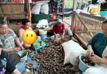 Proses Buka Kulit Jengkol, Tambah Nilai Jual Hasil Panen
