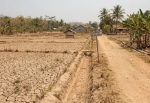Kekeringan Ganggu Aktivitas Pertanian di Blambangan Umpu