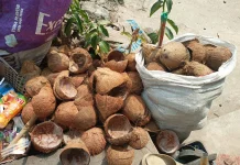 Tempurung Kelapa Dimanfaatkan untuk Berbagai Kebutuhan