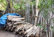 Kayu dari Lingkungan Sekitar Dimanfaatkan Menjadi Bahan Bakar