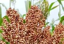 Lampung Akan Kembangkan Sorgum untuk Bahan Baku Bioetanol