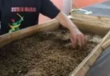DLH Way Kanan Prioritaskan Maggot Olah Limbah Dapur MBG
