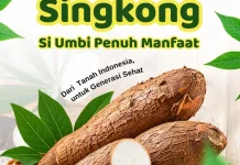 Si Umbi Penuh Manfaat dari Tanah Air untuk Generasi Sehat