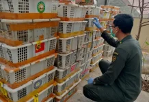 Penyelundupan Ribuan Burung Digagalkan di Pelabuhan Bakauheni