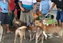 Vaksinasi Rabies Menjangkau Sejumlah Wilayah Way Kanan