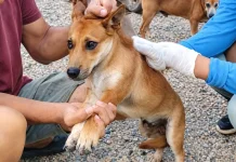 Pemkab Way Kanan Lakukan Vaksinasi Rabies di Kampung Negeri Bumi Putera