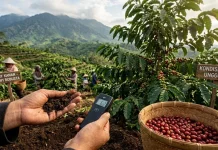 Tanah Jadi Penentu Cita Rasa Kopi Robusta Way Kanan