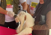 PDHI Lampung Tekankan Pentingnya Vaksinasi Rabies