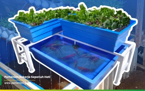 Kementan Dorong Aquaponik Jadi Solusi Pertanian Masa Depan