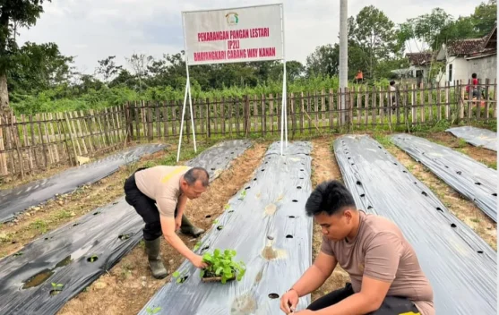 Polres Way Kanan Manfaatkan Lahan Tanam Sayur
