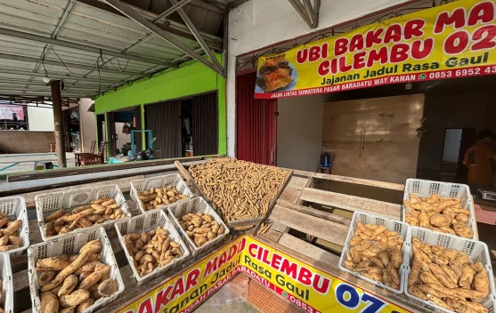 Ubi Cilembu Mulai Diminati Warga Way Kanan