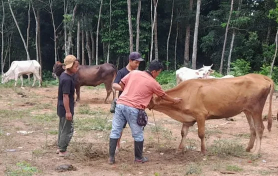 Menjelang Lebaran, Pasokan Hewan Ternak Way Kanan Aman