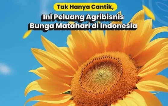 Minyak Bunga Matahari berpotensi dikembangkan di Indonesia