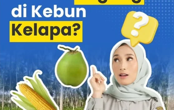 Integrasi Jagung di Kebun Kelapa, Peluang Ganda bagi Kesejahteraan Pekebun