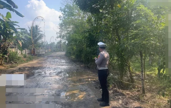 Truk Angkut 100 Ekor Babi Terguling di Banjit Way Kanan