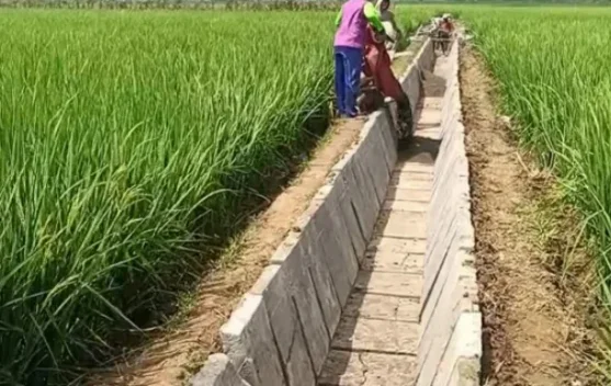 Produksi Pangan Meningkat, Petani Optimis Sektor Pertanian Terus Menguat - RRI.co.id