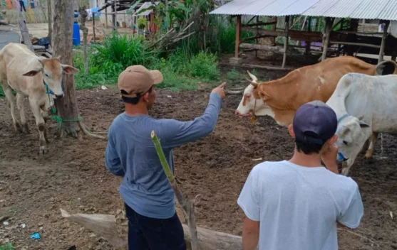 Peternak Diminta Patuhi Peraturan Lalu Lintas Ternak