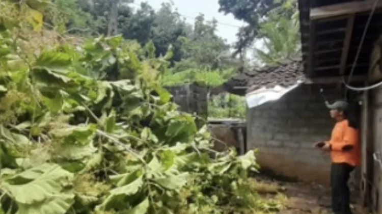 Pohon Tumbang Timpa Rumah Warga Tepus