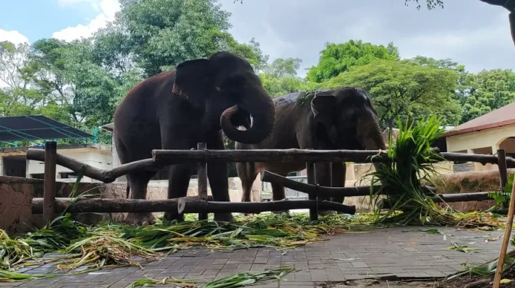 GL Zoo Dukung Larangan Gajah Tunggang, Fokus pada Kesejahteraan Satwa