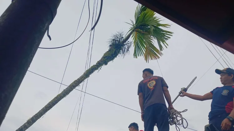 Tips Selamat dari Bahaya Pohon Tumbang Menimpa Kabel Listrik