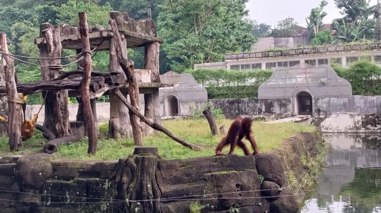 GL Zoo Siapkan Program Spesial Buka Bersama Satwa Selama Ramadan